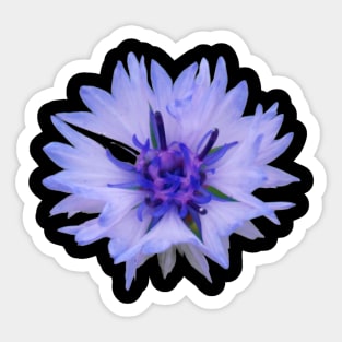 Cornflower Sticker